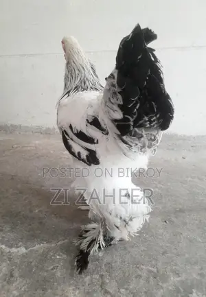 ব্রাহমা Brahma মুরগি