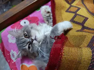 Persian Cat