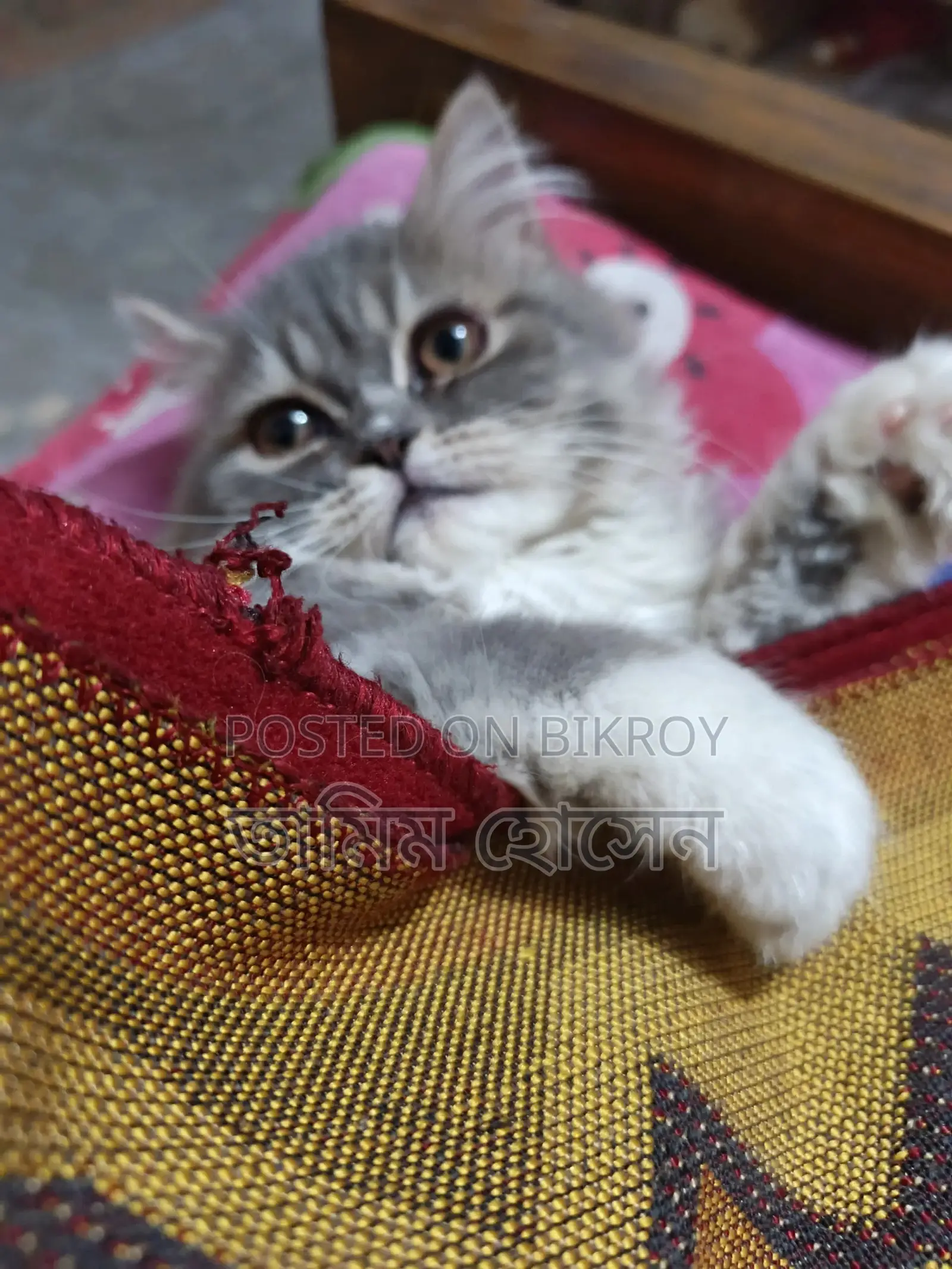 Persian Cat
