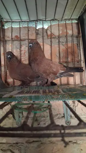 Red Chila Pigeons