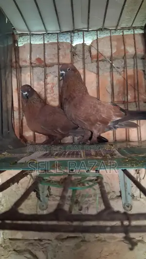 Red Chila Pigeons