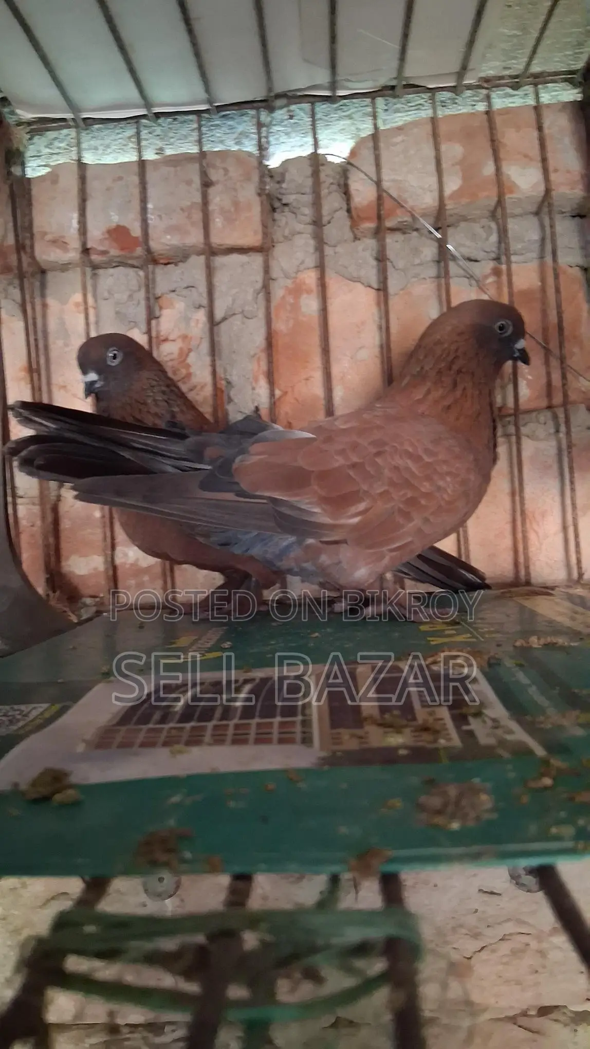 Red Chila Pigeons