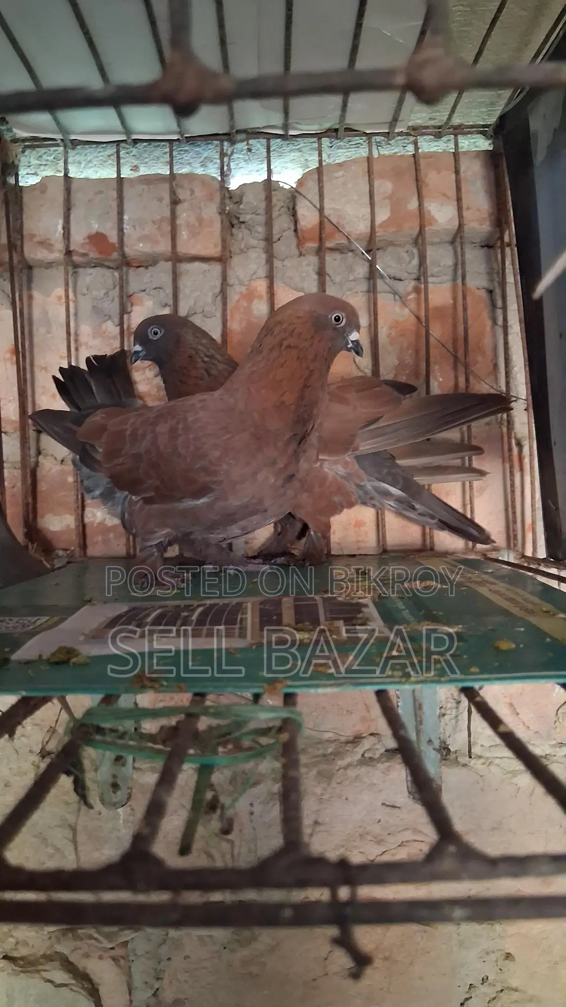 Red Chila Pigeons