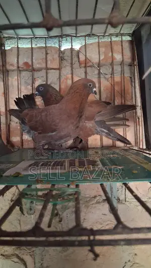 Red Chila Pigeons