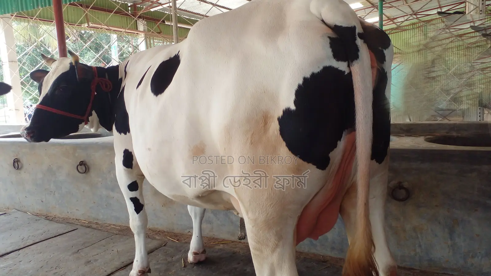 Cow No. 1156 for Sale