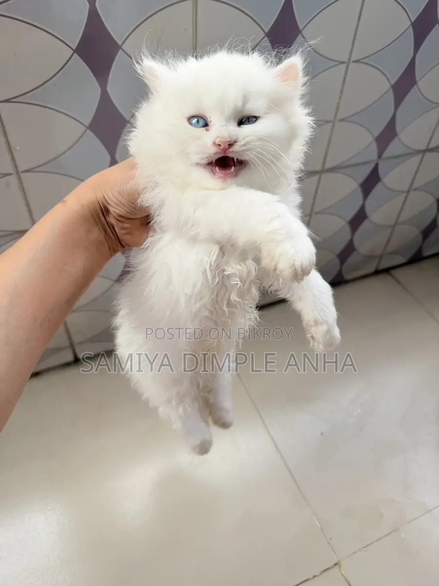 Persian Cat