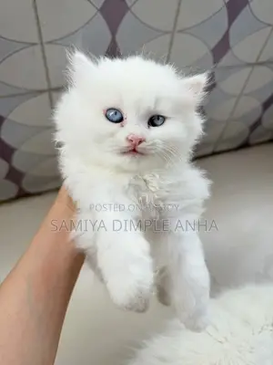Persian Cat
