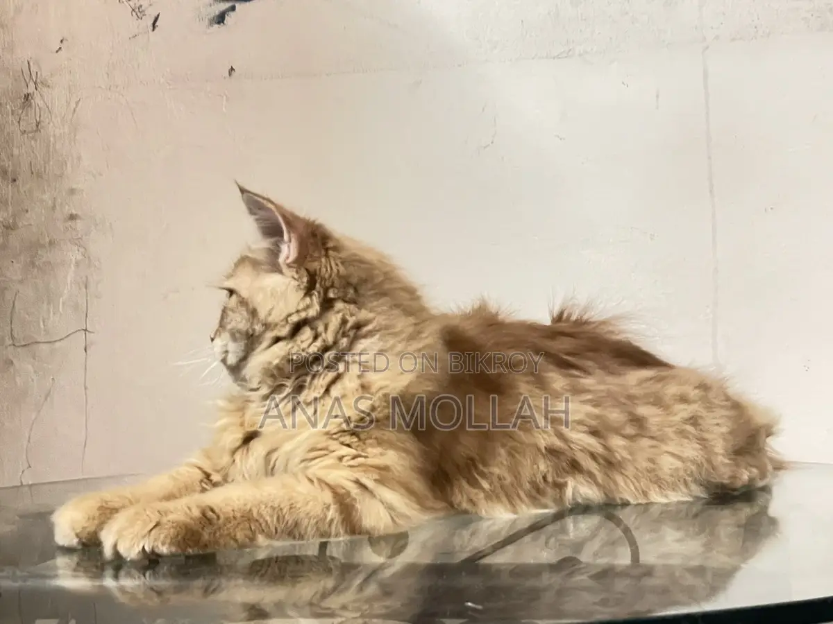 পাশি ইয়ান