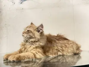 পাশি ইয়ান