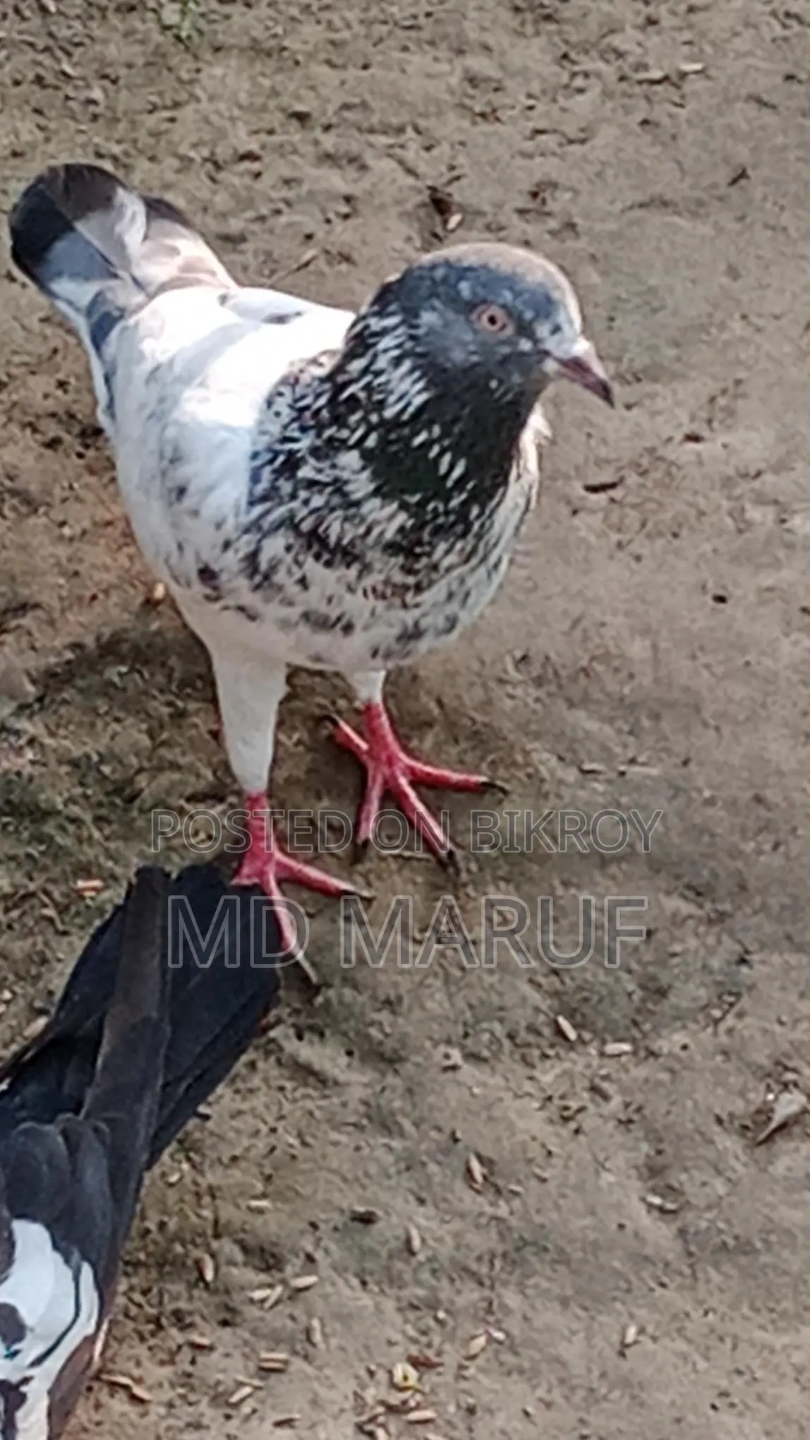 পাকিস্তানি নর কবুতর