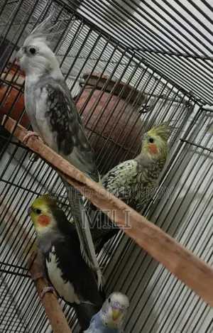 Cockatiel Birds