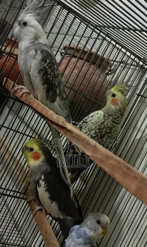 ককাটেইল পাখি