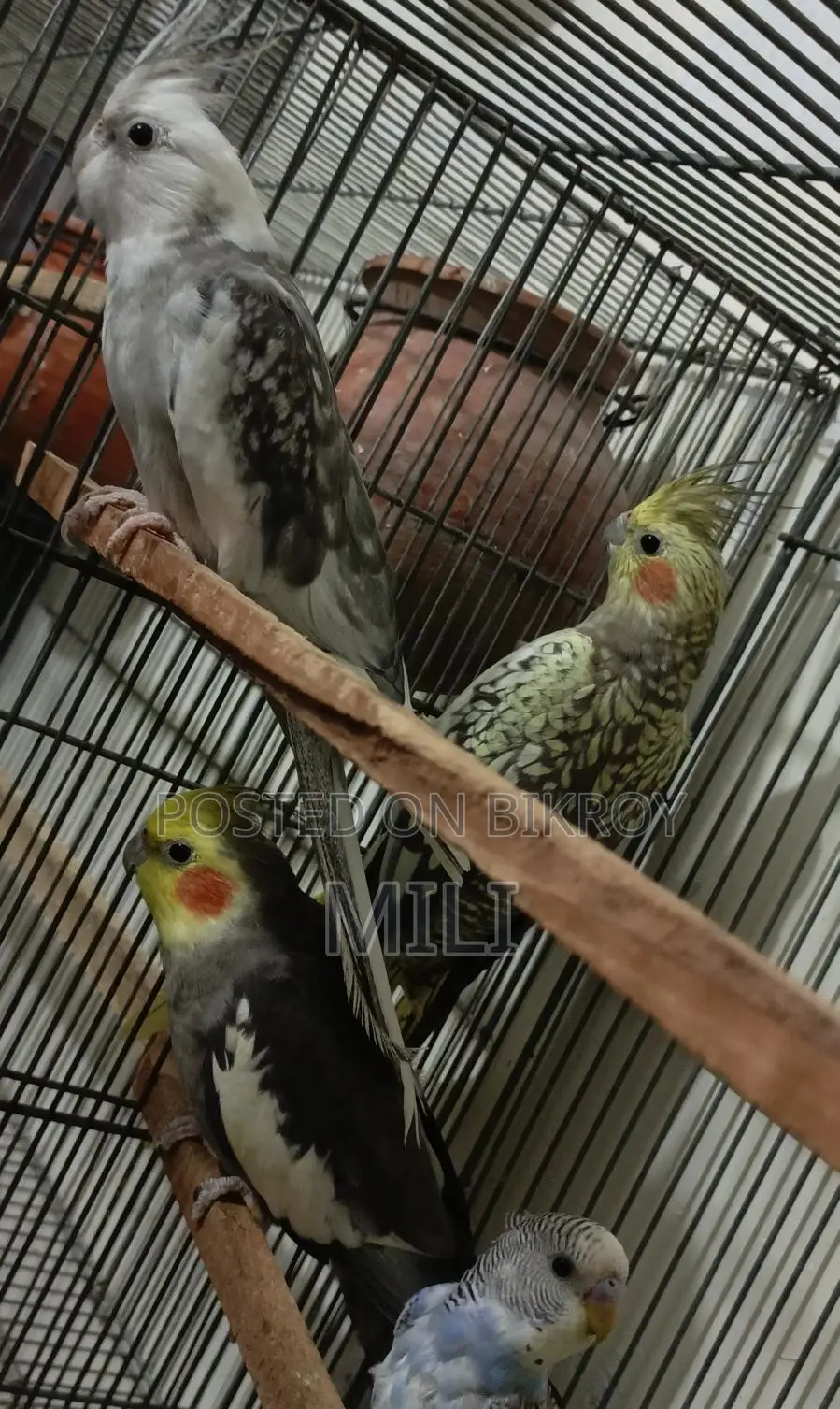 ককাটেইল পাখি