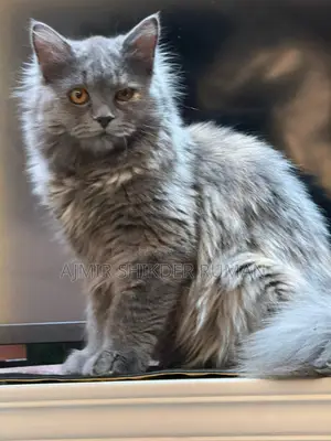 Cat for Sale