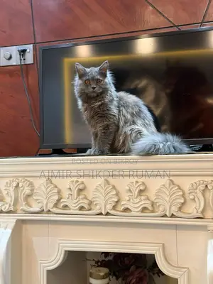 Cat for Sale