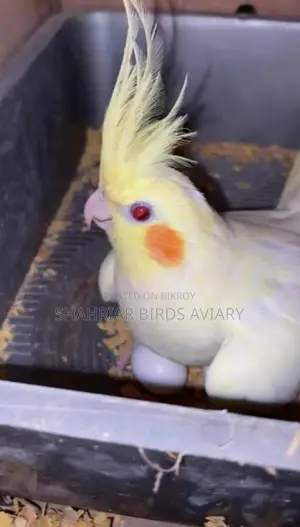 Lutino Cockatiel / With Eggs