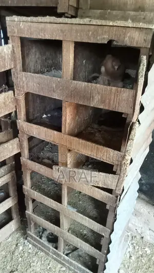 কবুতরের ঘর