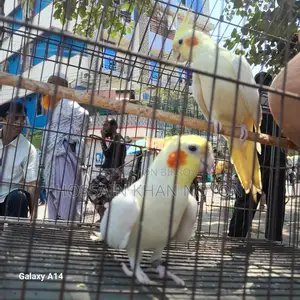 লুটিনা, নর টা কথা বলে