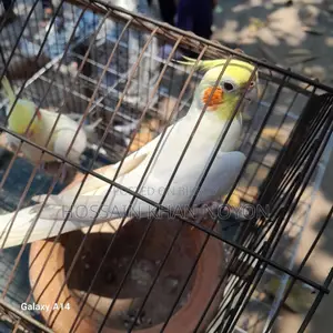 লুটিনা, নর টা কথা বলে