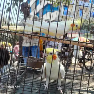 Lutino, Male talks