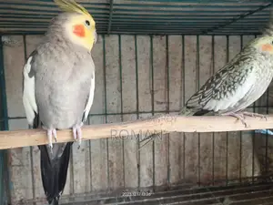ককটেল রানিং জোড়া
