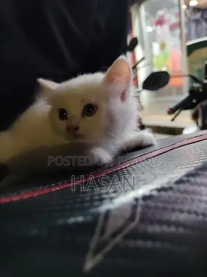 Persian breed cat for sale