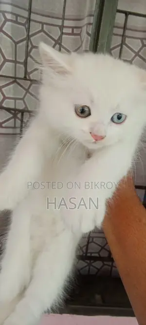 Persian breed cat for sale