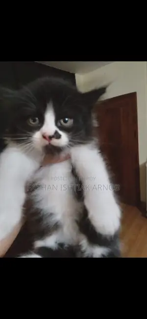 Pure Persian Kittens