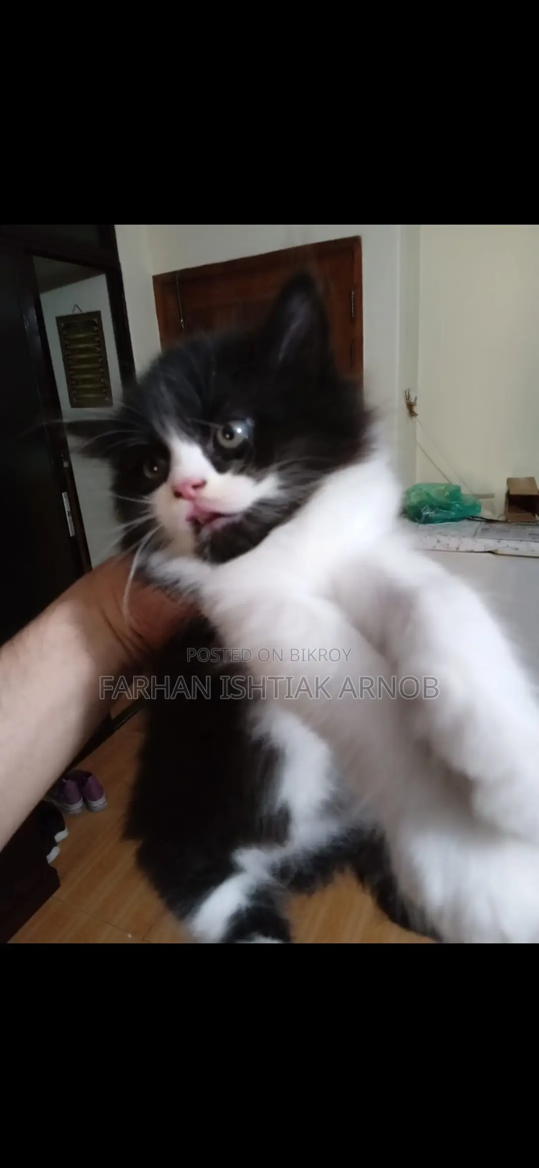 Pure Persian Kittens