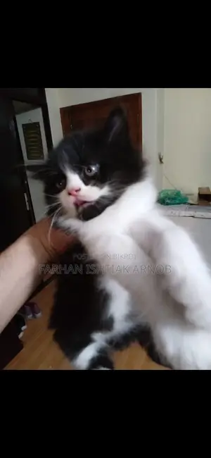 Pure Persian Kittens