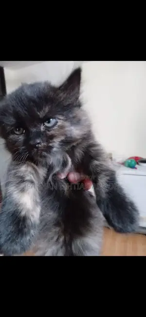 Pure Persian Kittens