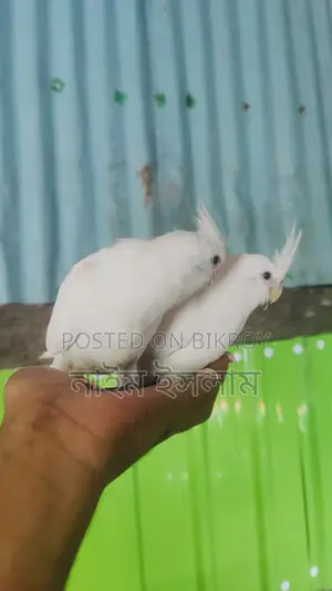 ককাটেল পাখির বাচ্চা