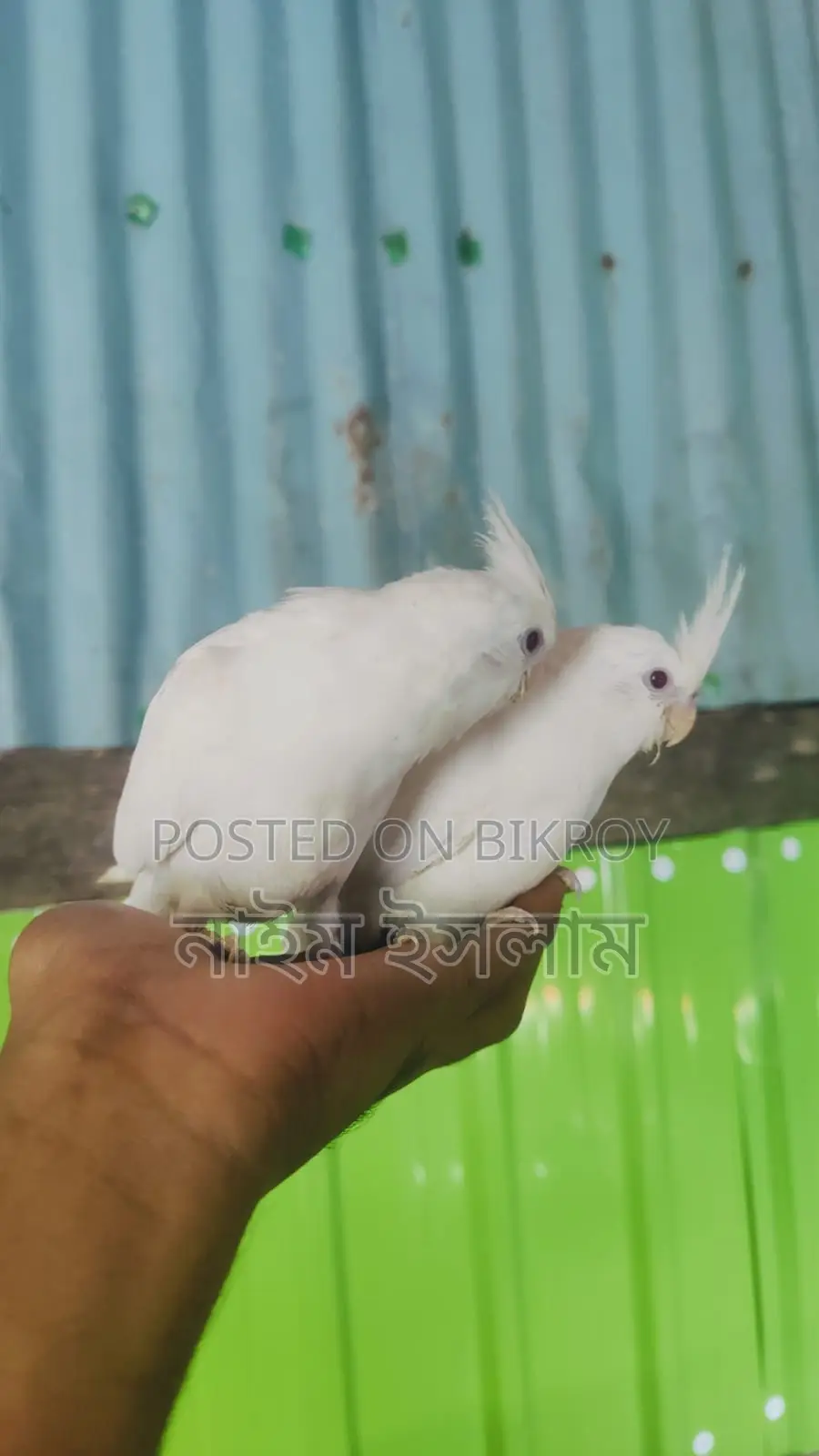 ককাটেল পাখির বাচ্চা