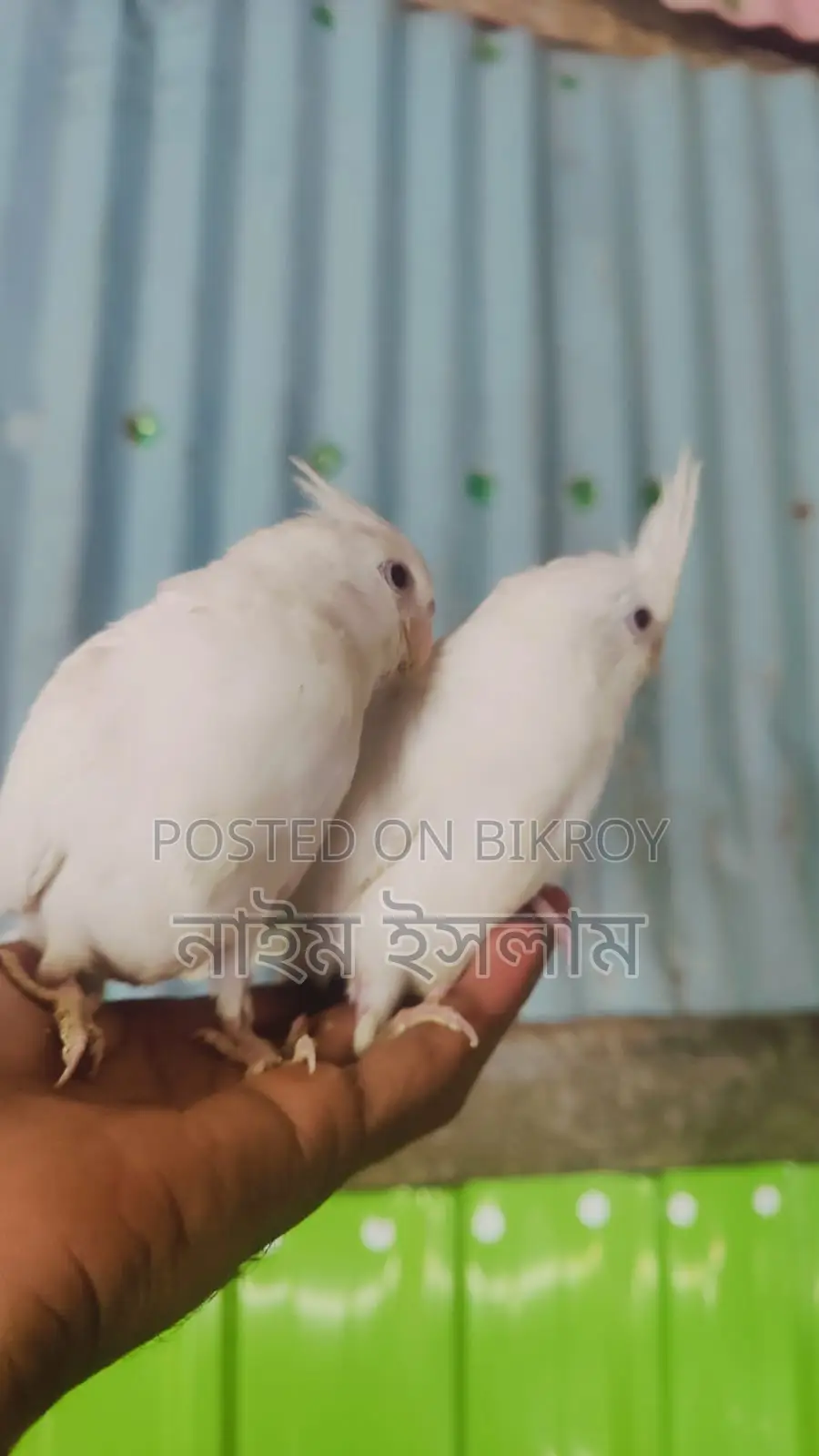 ককাটেল পাখির বাচ্চা