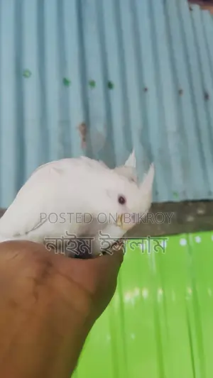 ককাটেল পাখির বাচ্চা