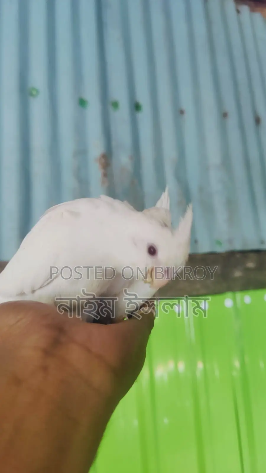 ককাটেল পাখির বাচ্চা