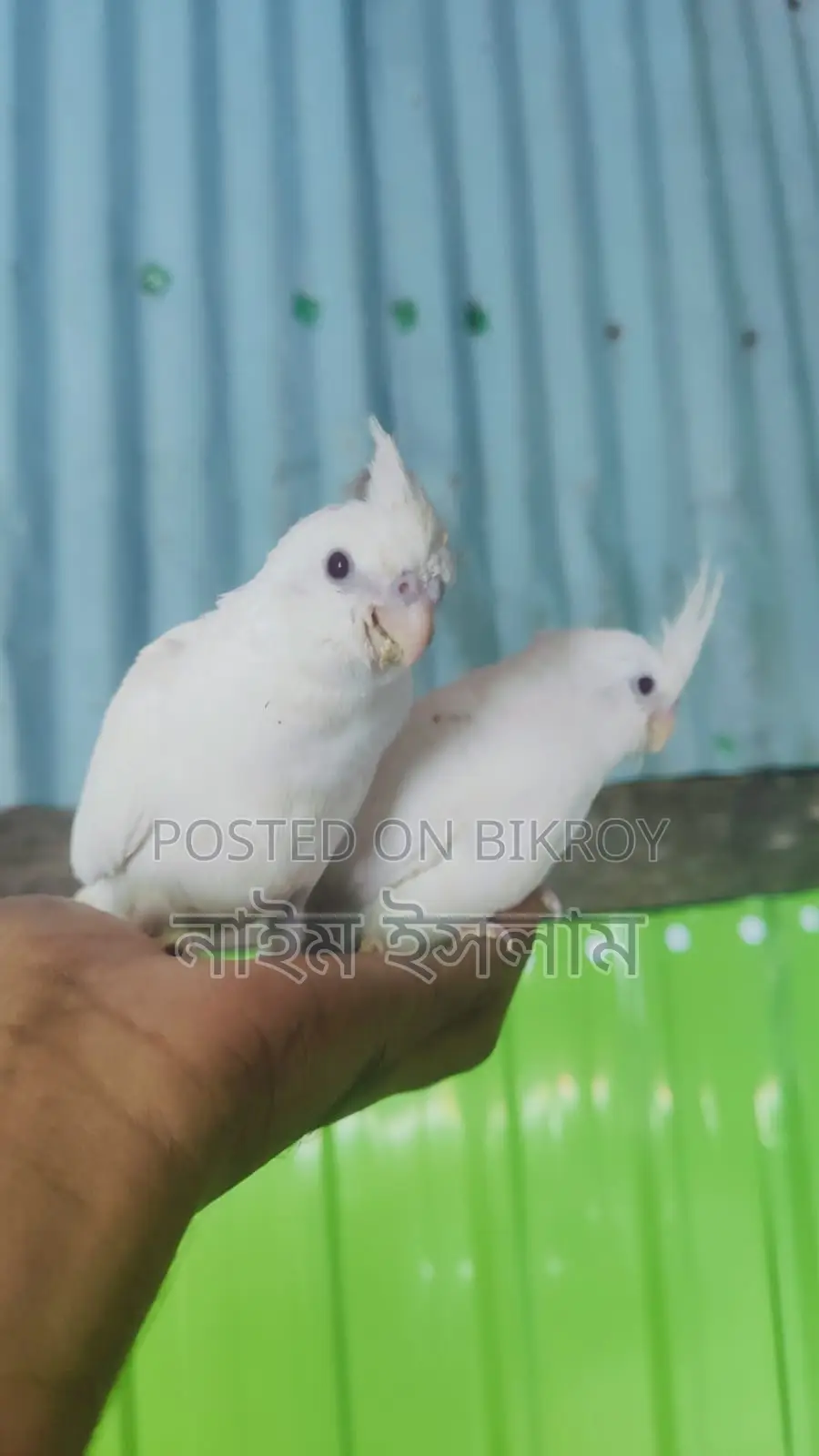 ককাটেল পাখির বাচ্চা