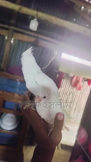 ককাটেল পাখির বাচ্চা