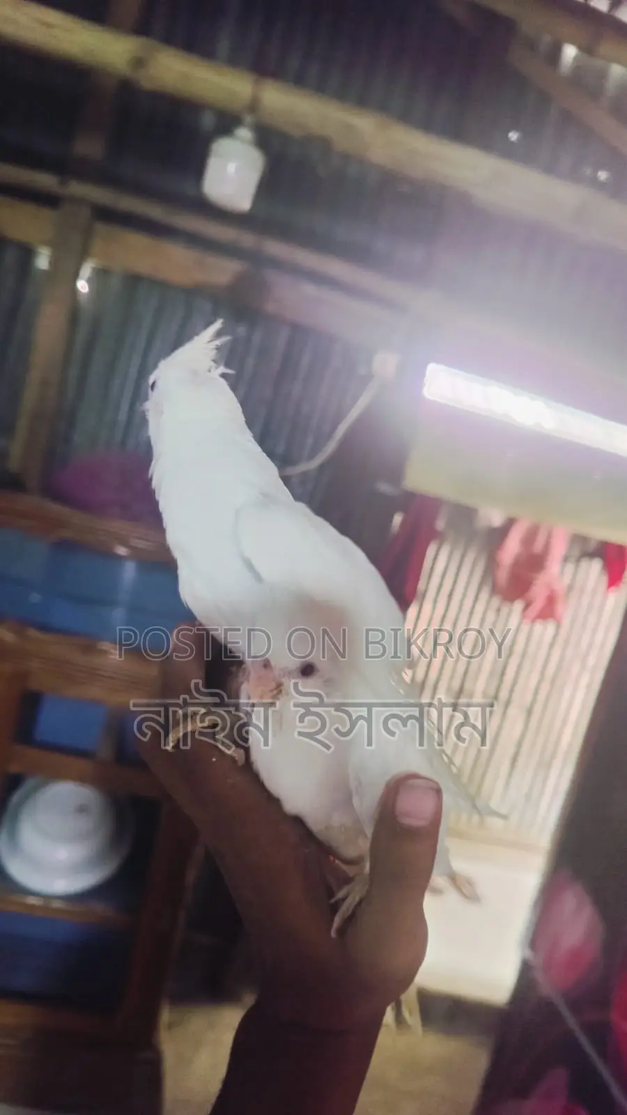 ককাটেল পাখির বাচ্চা