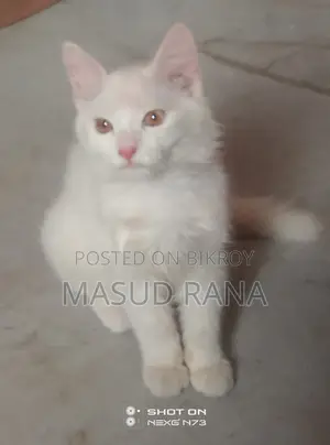 Persian Cat