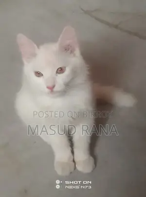 Persian Cat