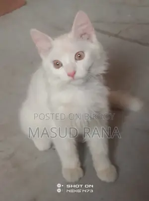 Persian Cat