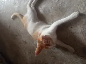 পোষা বিড়াল।