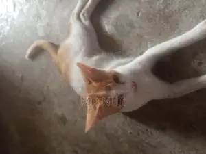 পোষা বিড়াল।