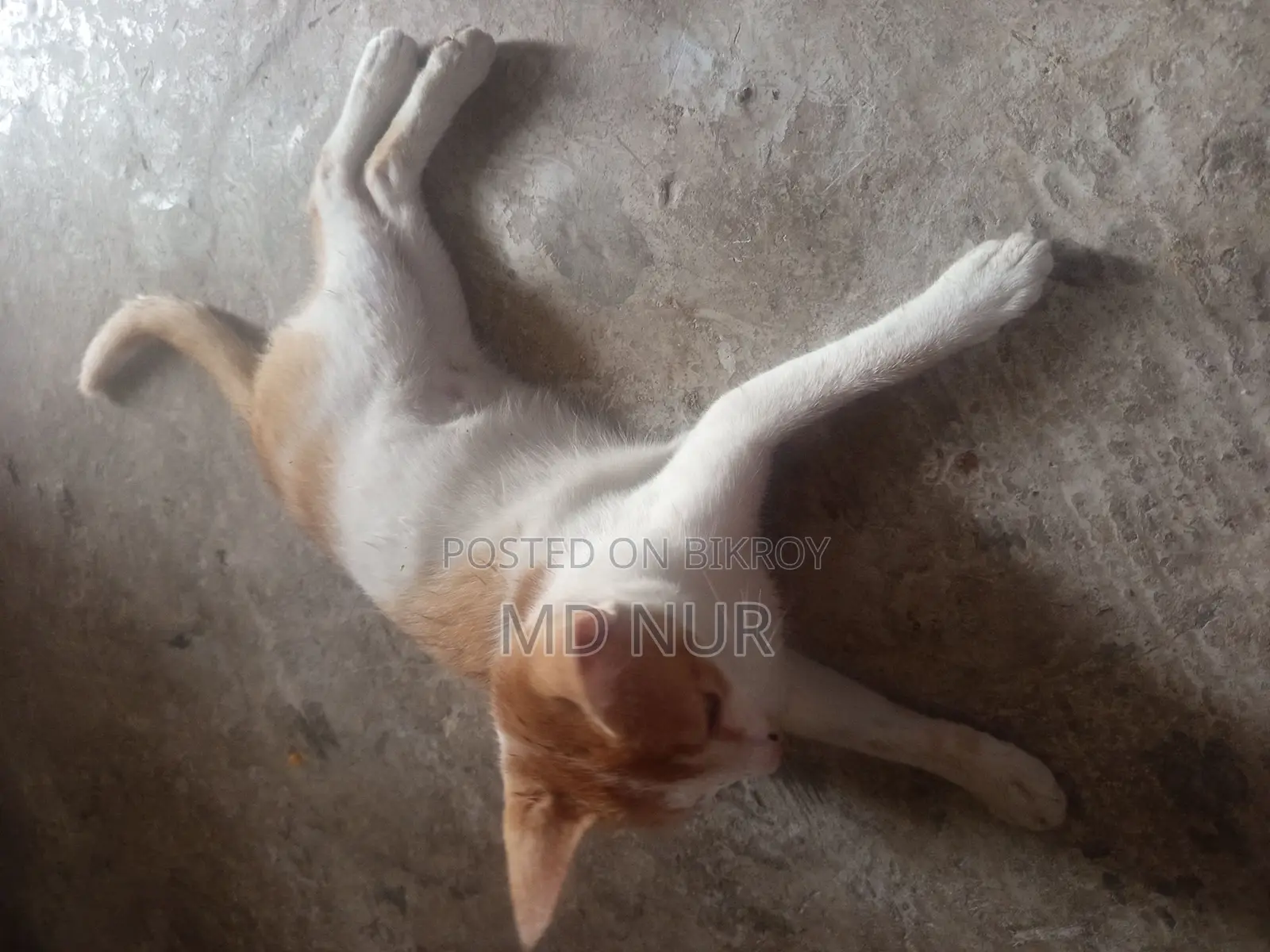 পোষা বিড়াল।