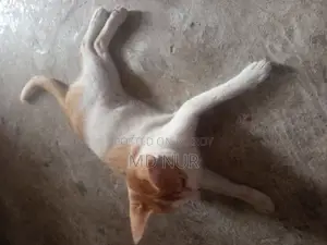 পোষা বিড়াল।