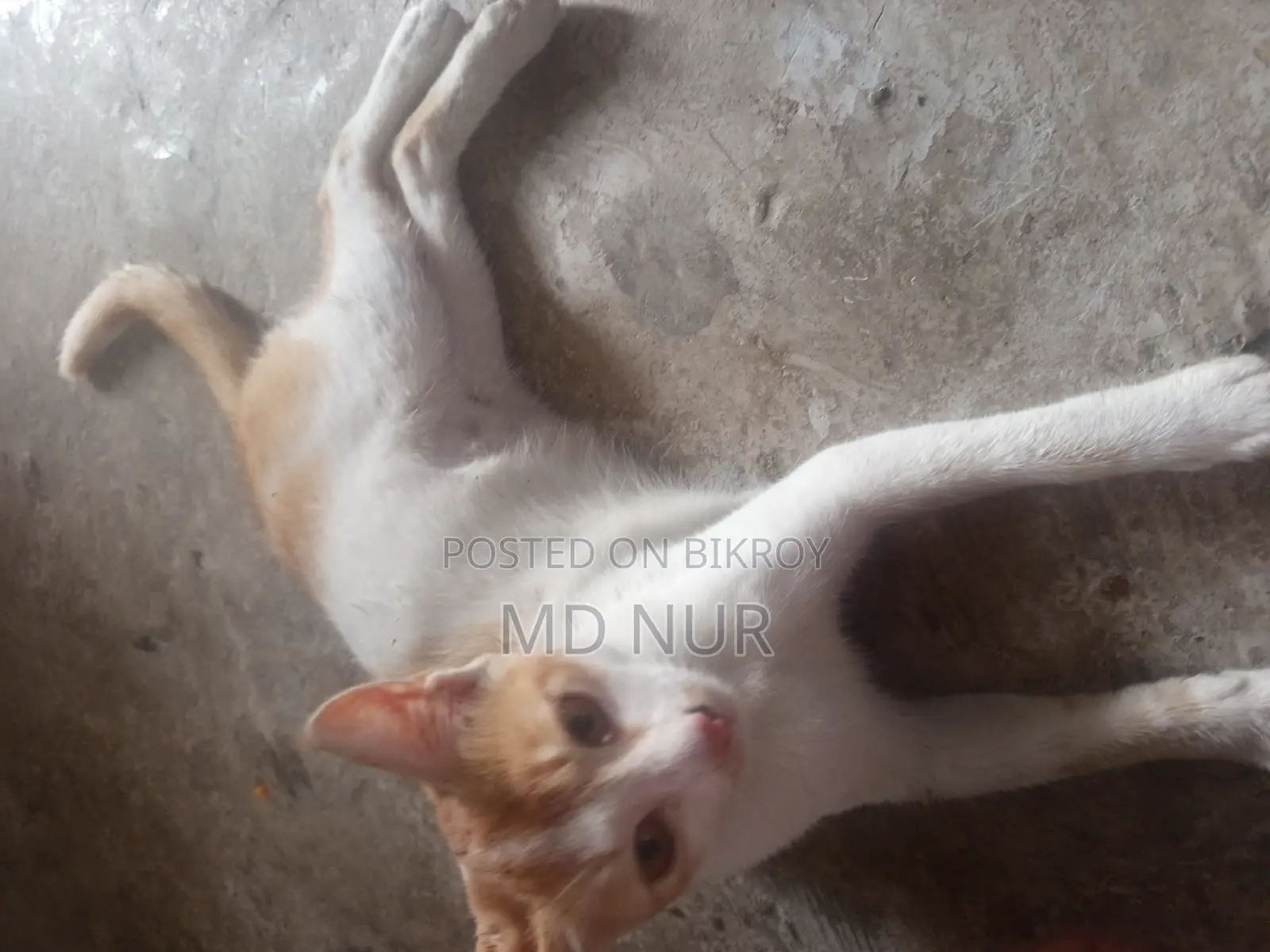 পোষা বিড়াল।