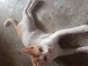 পোষা বিড়াল।