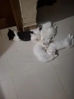 ৫টি কিটি পাওয়া যাচ্ছে - ওভারসিজ পার্সিয়ান