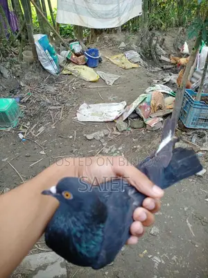 নর কবুতর